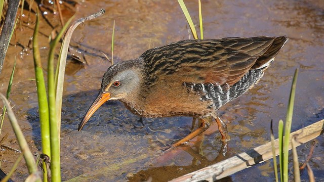 A Virginia rail stands in a wetland. The cattails in the background are brown and green.