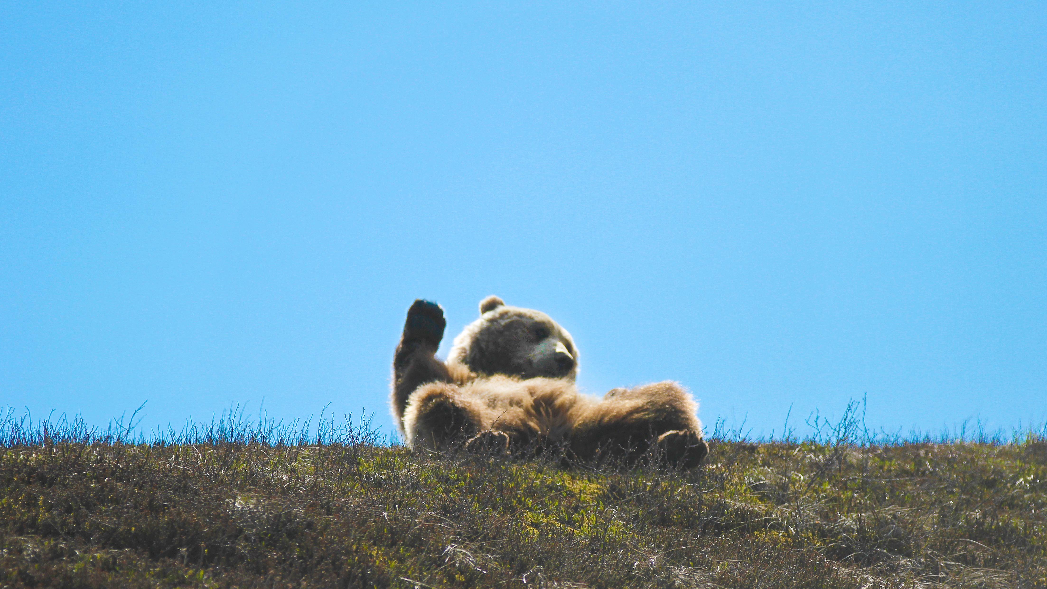 ein B&auml;r mit auf den R&uuml;cken