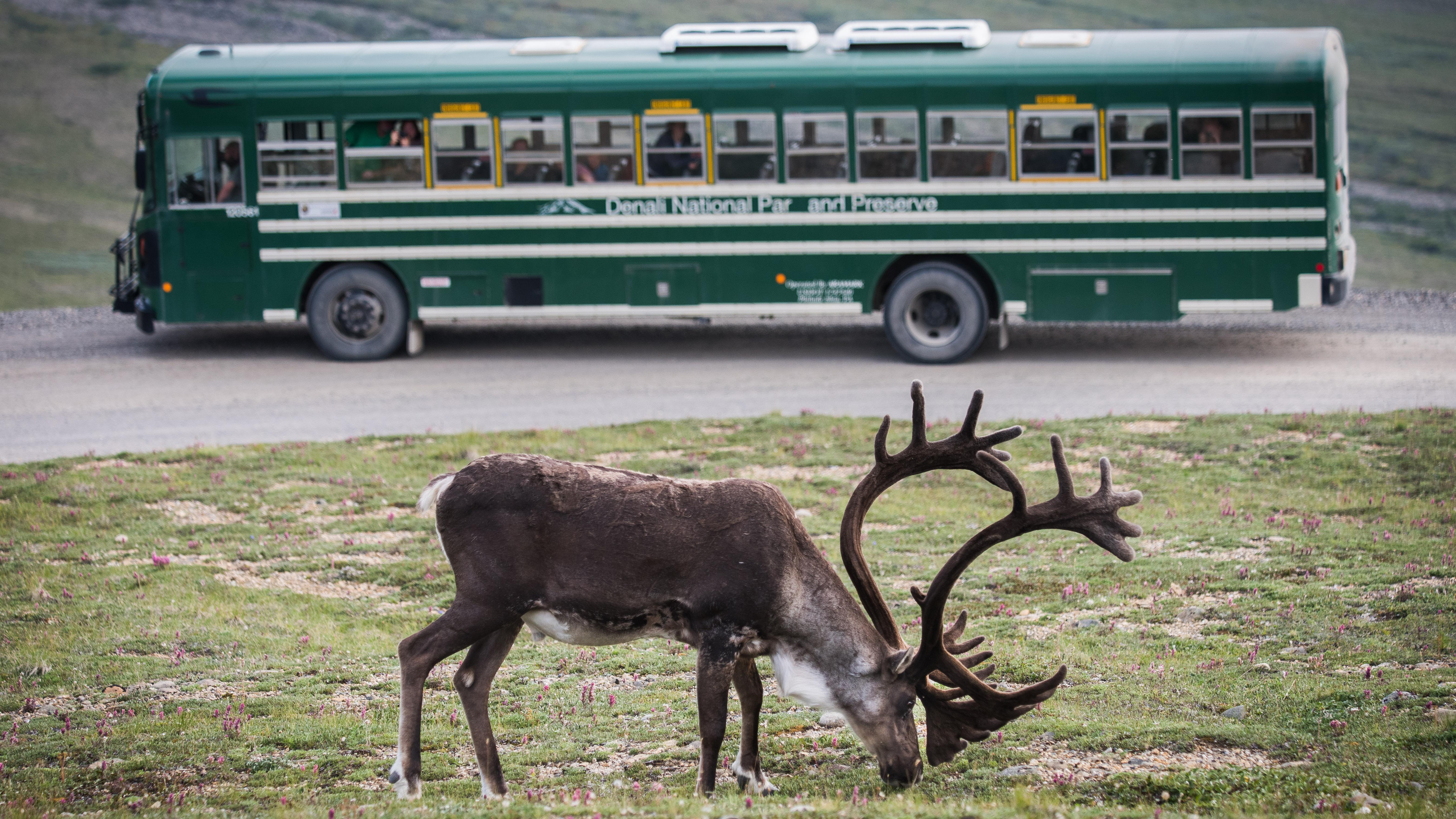A caribou with large antlers grazes on vegetation next to a green bus on a gravel road.