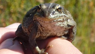 a wood frog sits on a person's fingers
