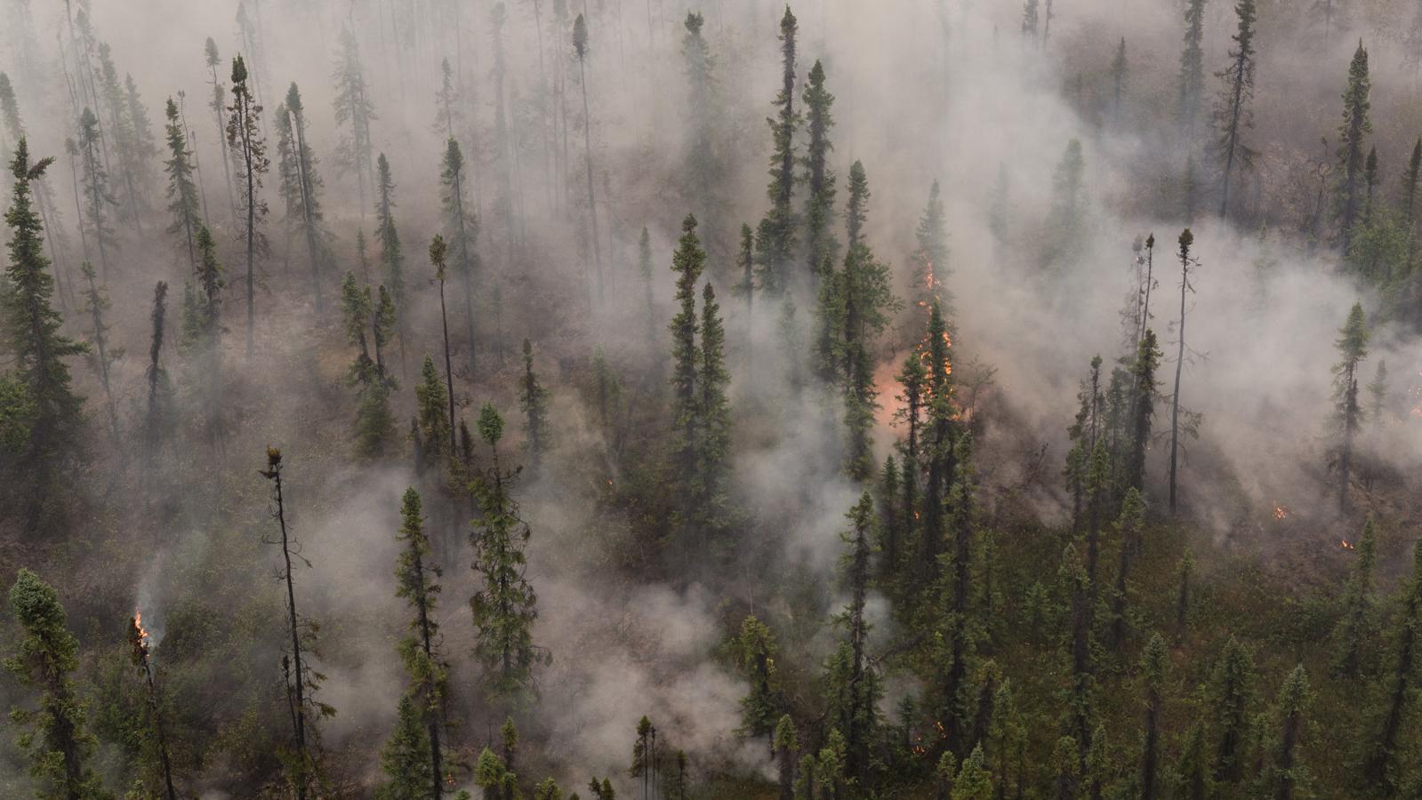 smoke and fire engulf a forest