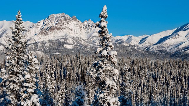 Snowy mountains and spruce trees in front of a bright blue sky.