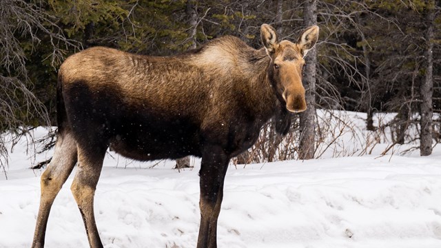 A moose standing in front of spruce trees, with snow on the ground and a few snowflakes in the air.