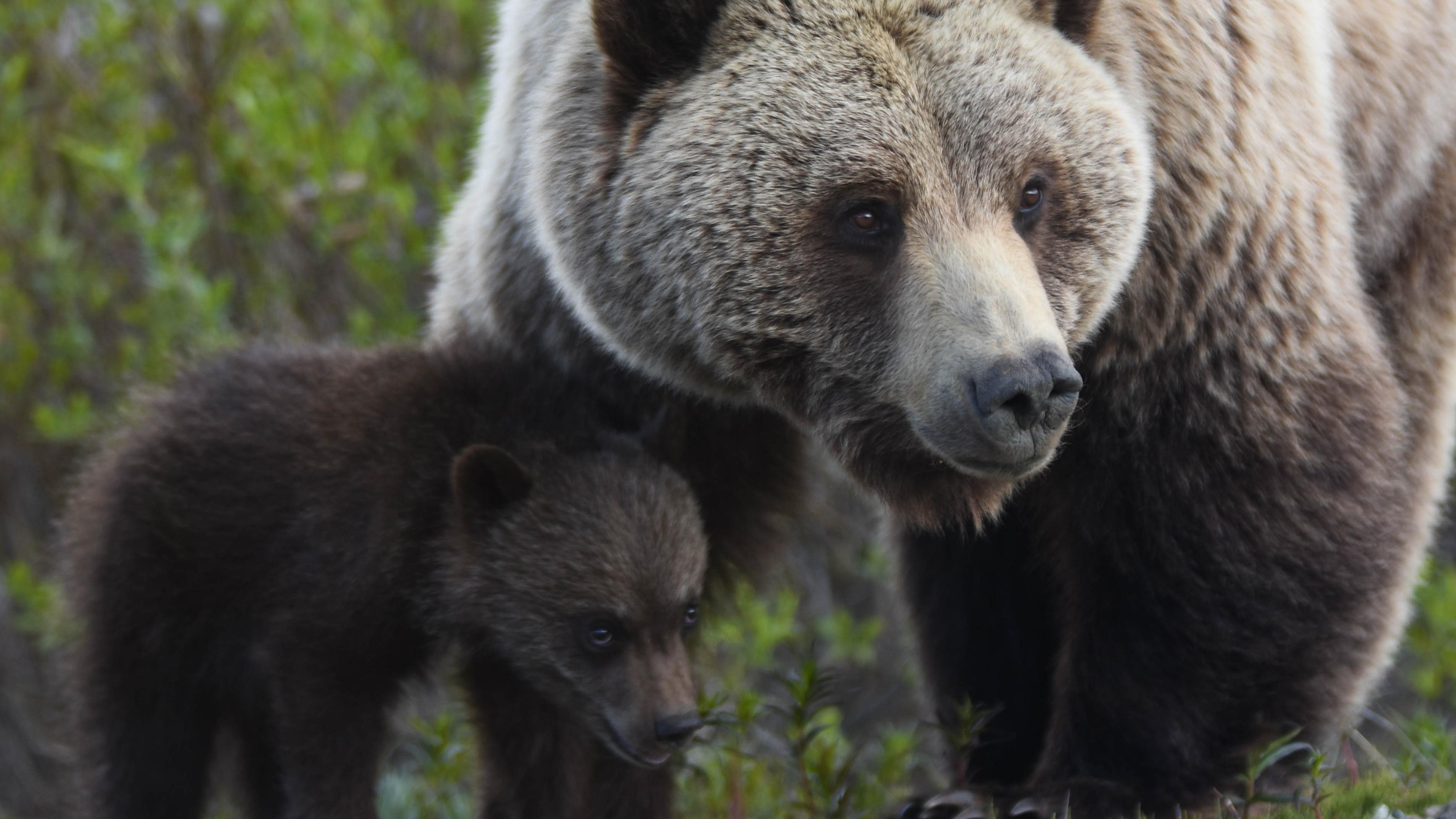 A grizzly bear and her small cub.