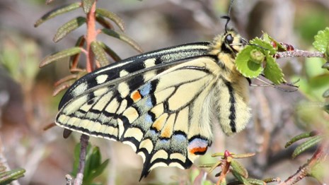 swallowtail butterfly perched on branch