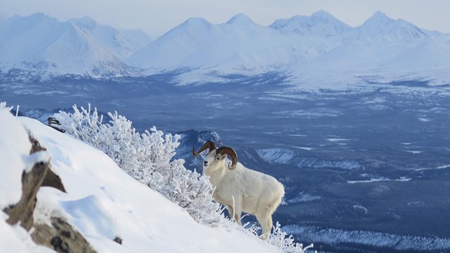 A Dall sheep with large, curled horns stands on a snowy hillside in front of distant snow mountains.