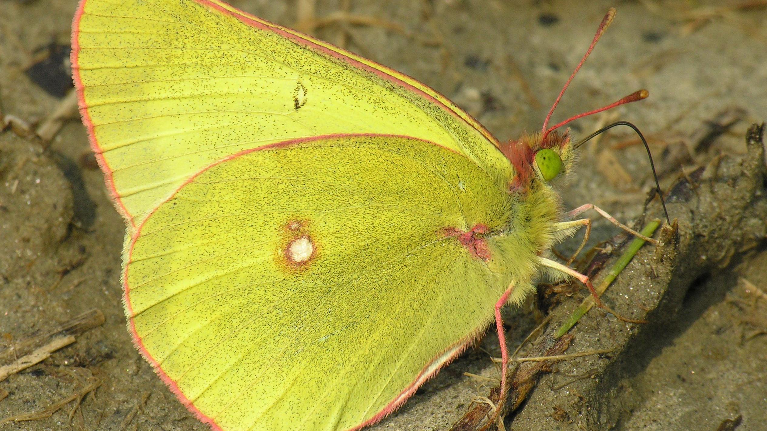 butterfly on sandy ground