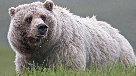 a grizzly bear drools while standing in the grass