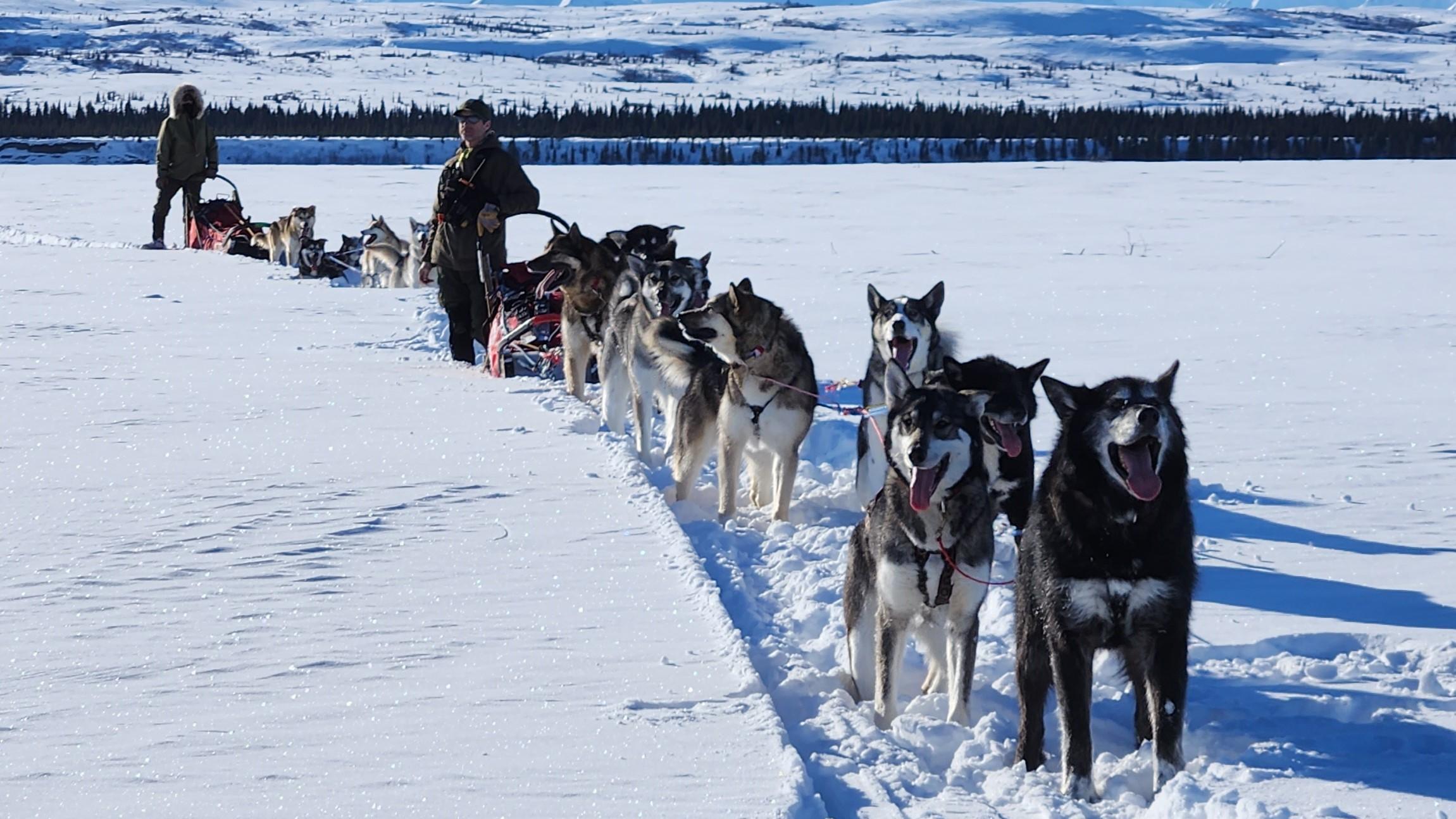Two dog teams stand in front of the mountain.