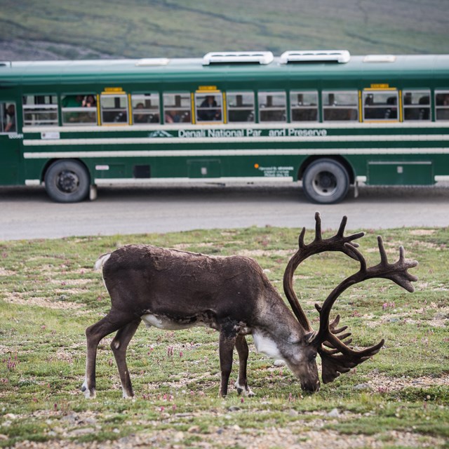 caribou standing on a dirt road, a green bus in the near distance