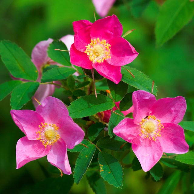 Three bright pink flowers, each with five petals and a yellow center.