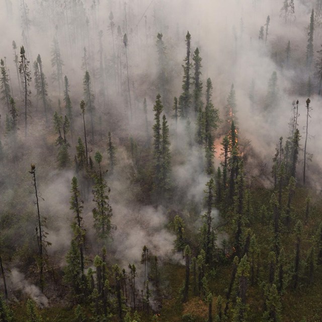 smoke and fire engulf a forest