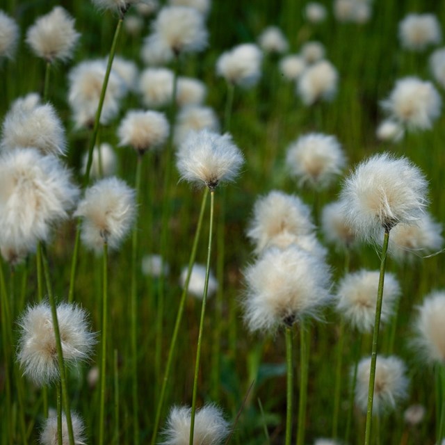 Thin green stalks with a fluffy, white tuft at the top of each stalk.