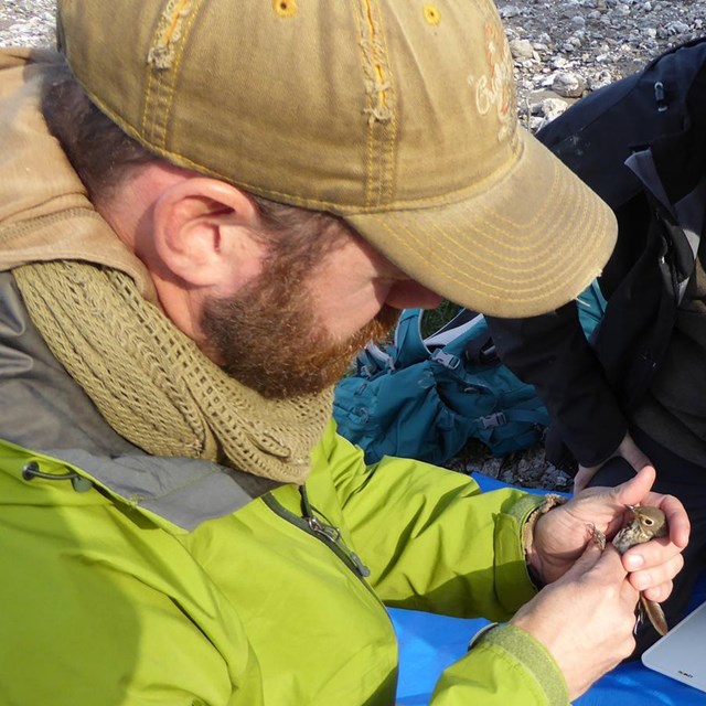 a group of researchers attach a geolocator to a small bird