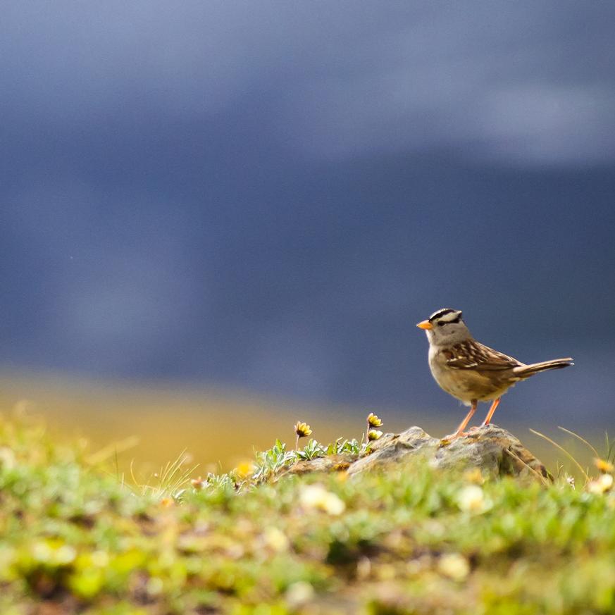 a tiny sparrow stands on a rock