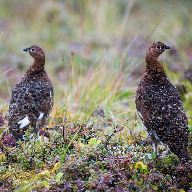 a group of ptarmigans stand in the grass