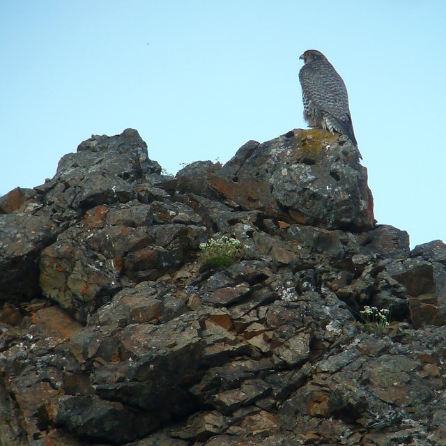Large brown bird sits on a cliff