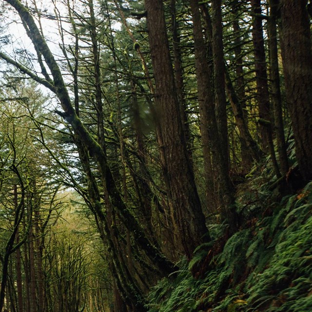 a mossy, fern-filled woods
