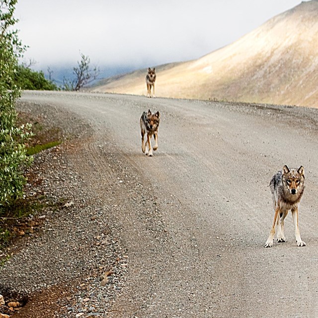 wolves running on a dirt road