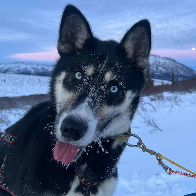 Dog in front of moon rise with his tongue out