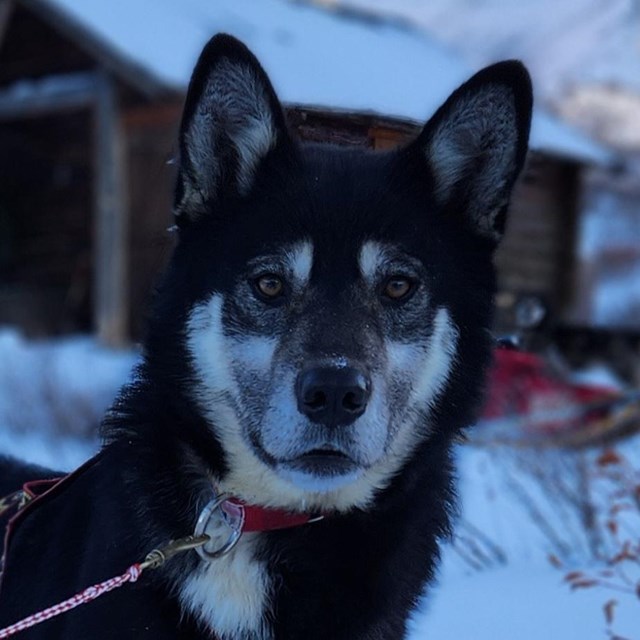 Dog stands in front of cabin