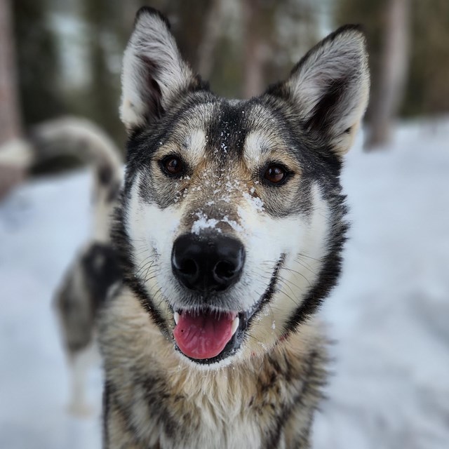 Portrait of dog looking happy
