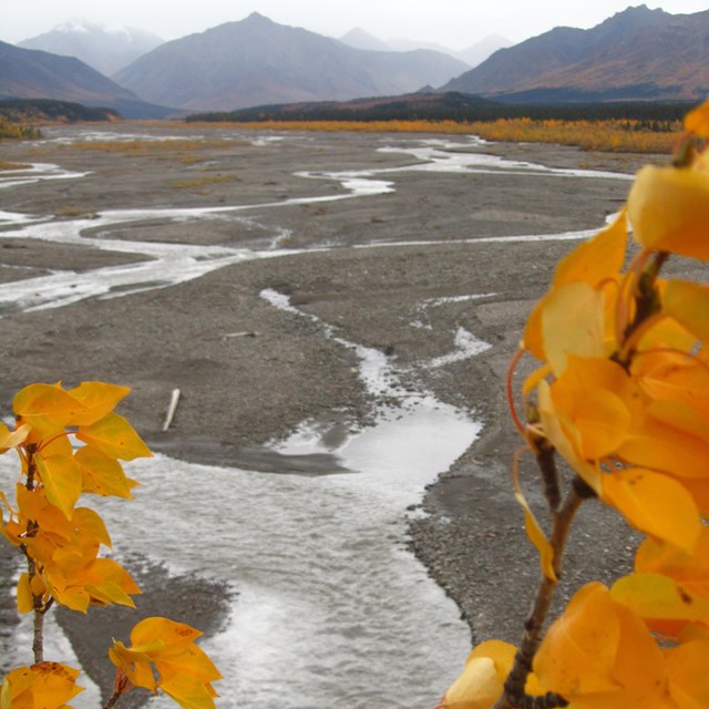 yellow leaves framing a view of a braided river flowing from rain-shrouded mountains
