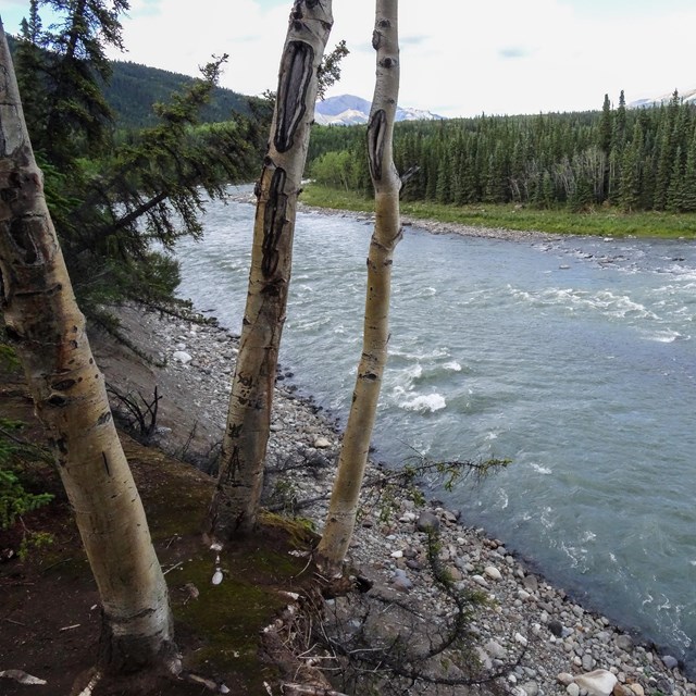 birch and spruce trees along a cloudy river