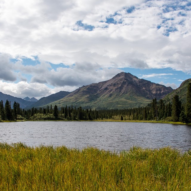 a pond near spruce trees and mountains