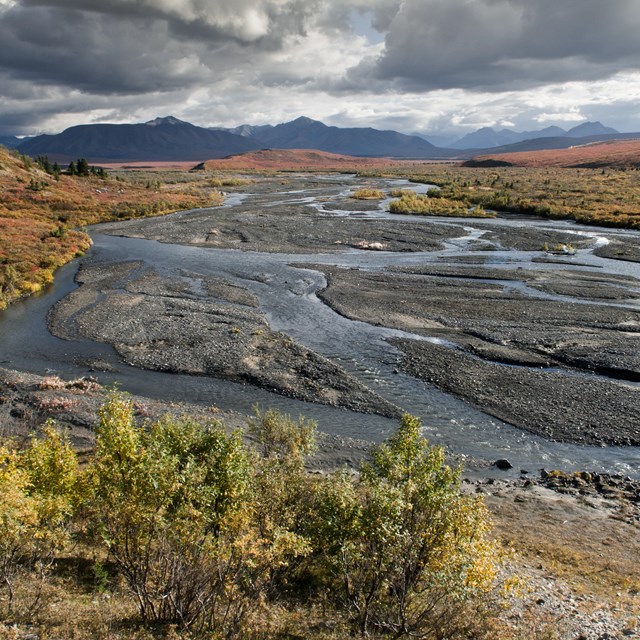 a braided river flowing past a shrubby landscape