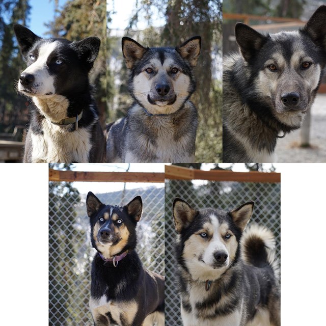 five alaskan huskies