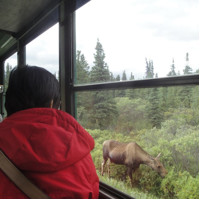 man looking out a bus window at a moose