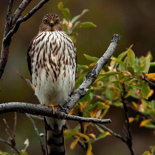 A hawk perches on a tree branch