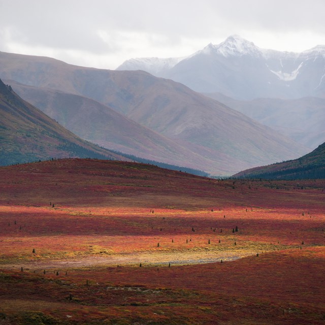 landscape of reddish tundra and mountains