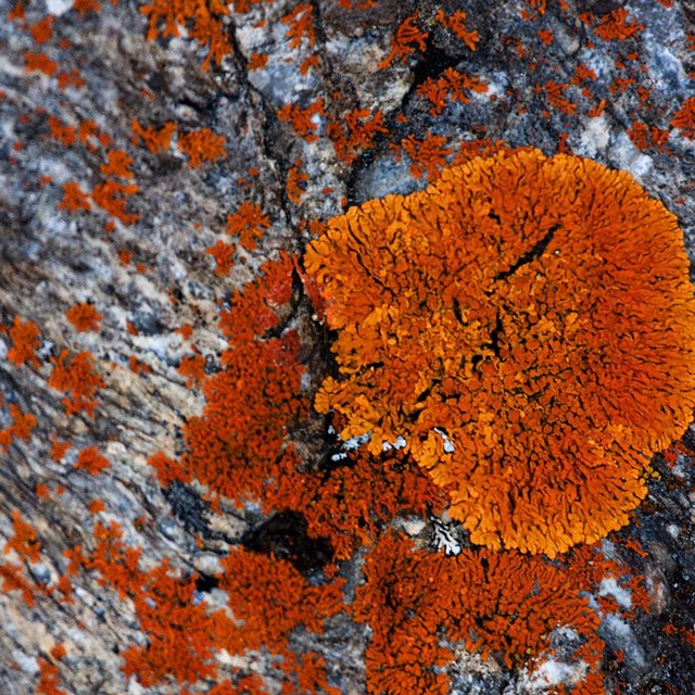 a rock is covered with orange splotchy lichen