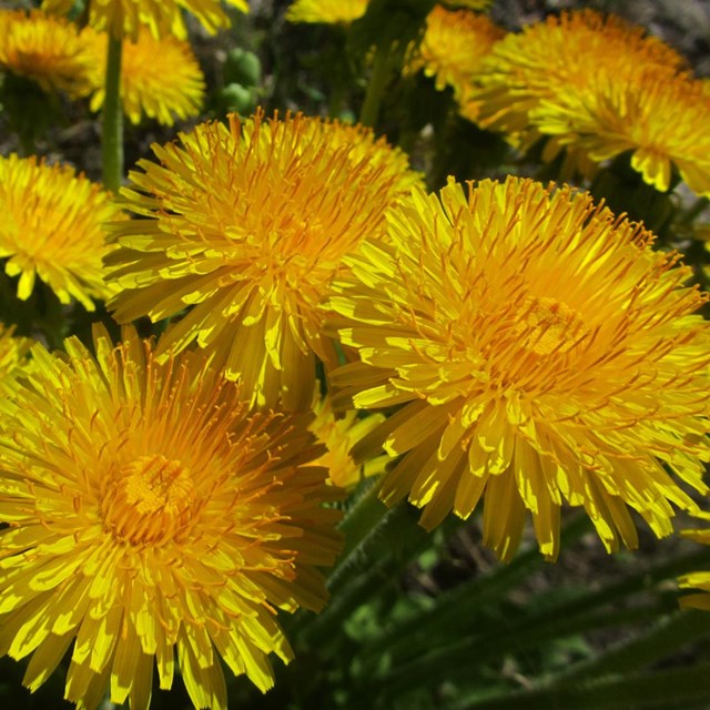 a group of bright yellow dandelions