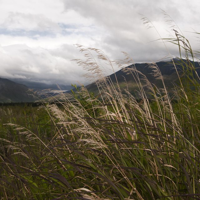 grasses wave in the wind on a cloudy day