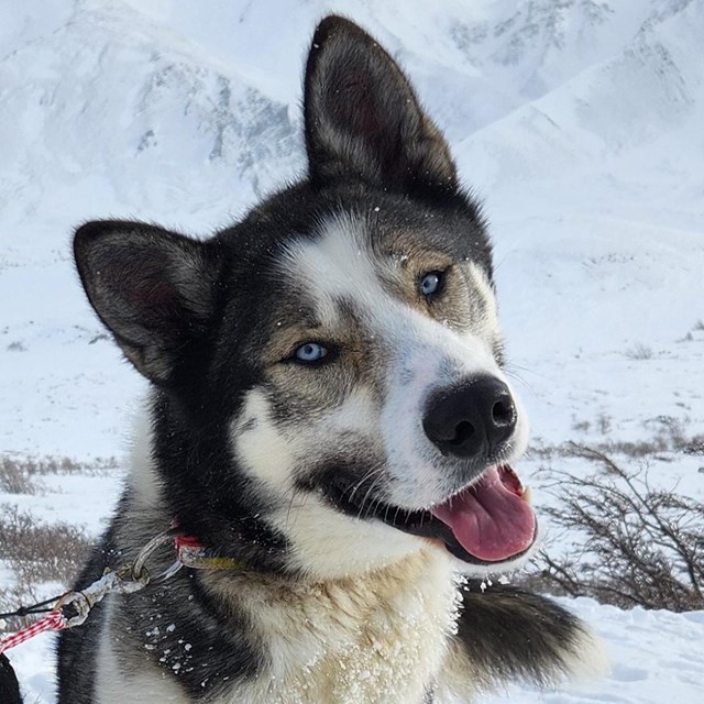 Headshot of white and grey sled dog
