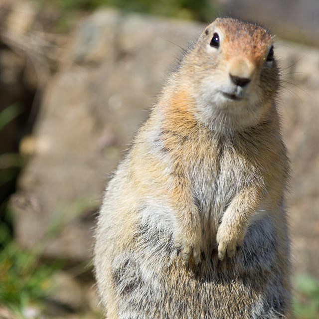 a ground squirrel tilting its head and standing on its hind legs