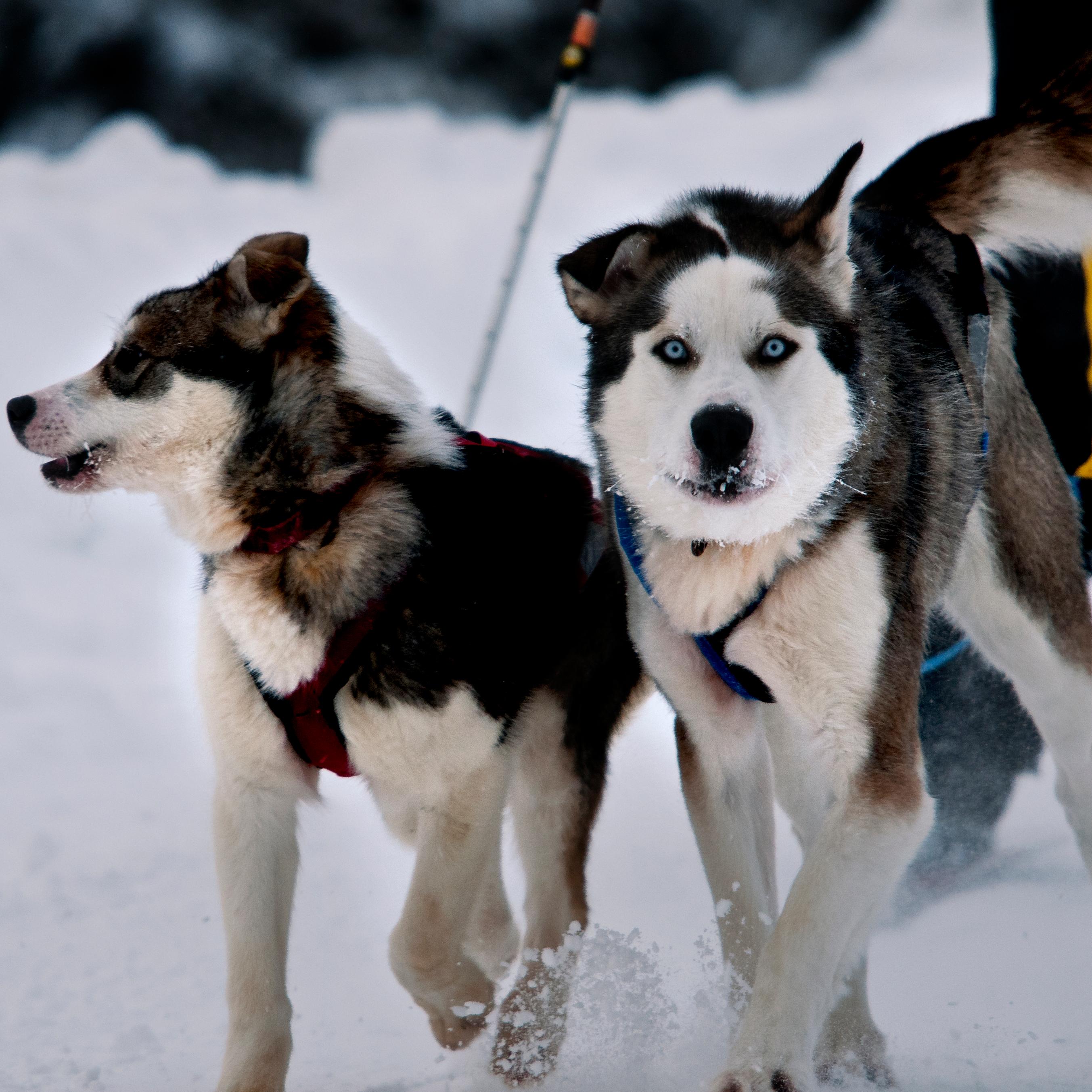 two dogs attached to a person skiing