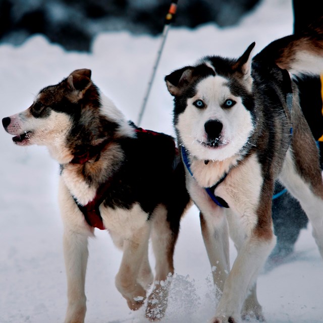 two dogs attached to a person skiing