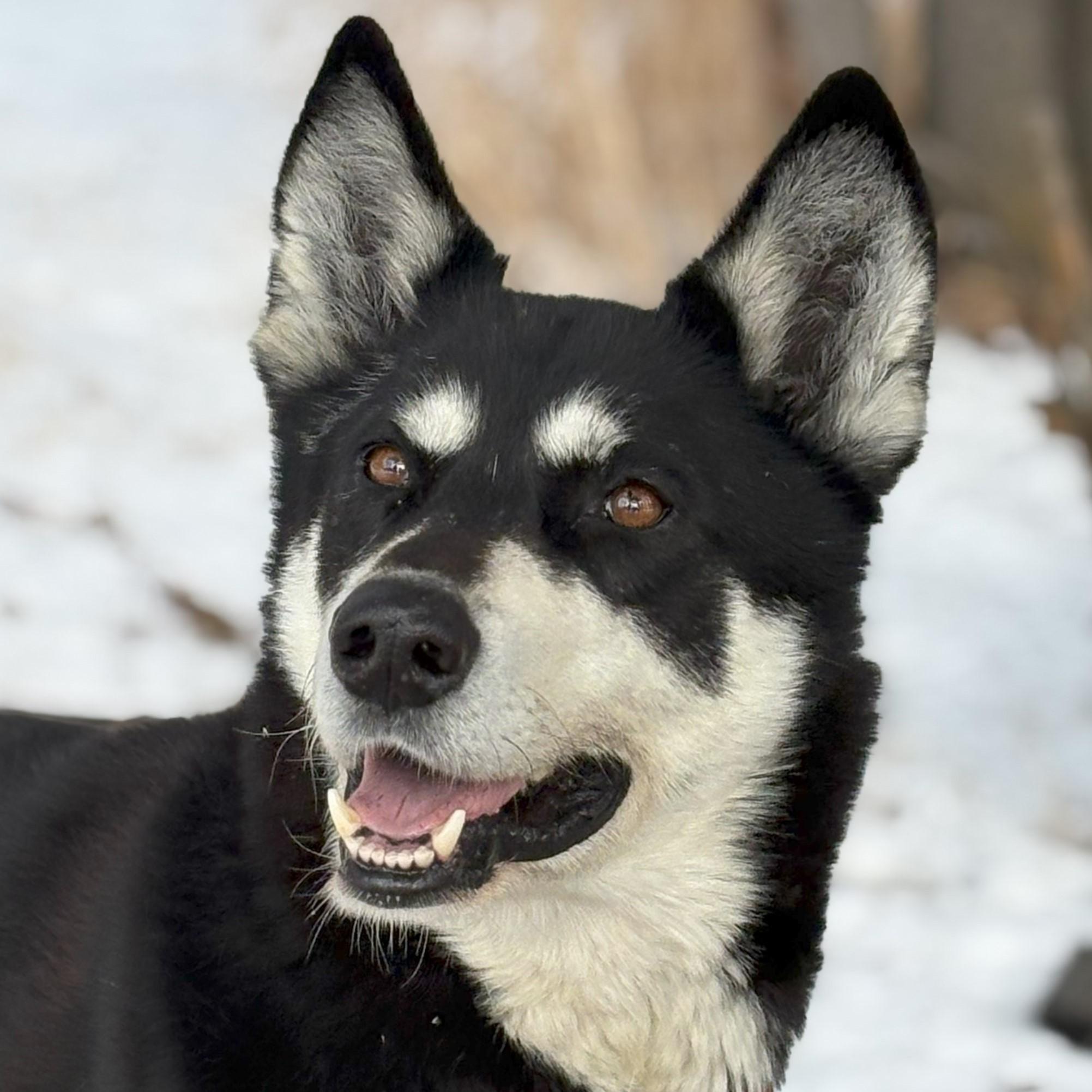 Black and white dog looks at camera