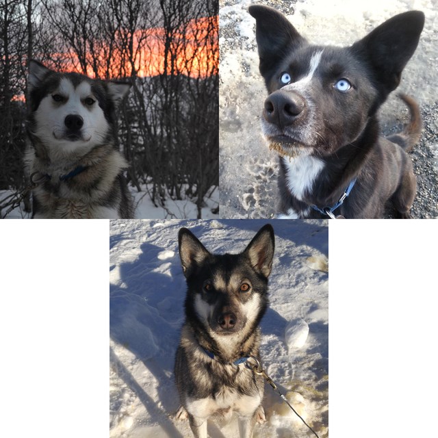 montage of three alaskan huskies, two various shades of gray and one mostly black