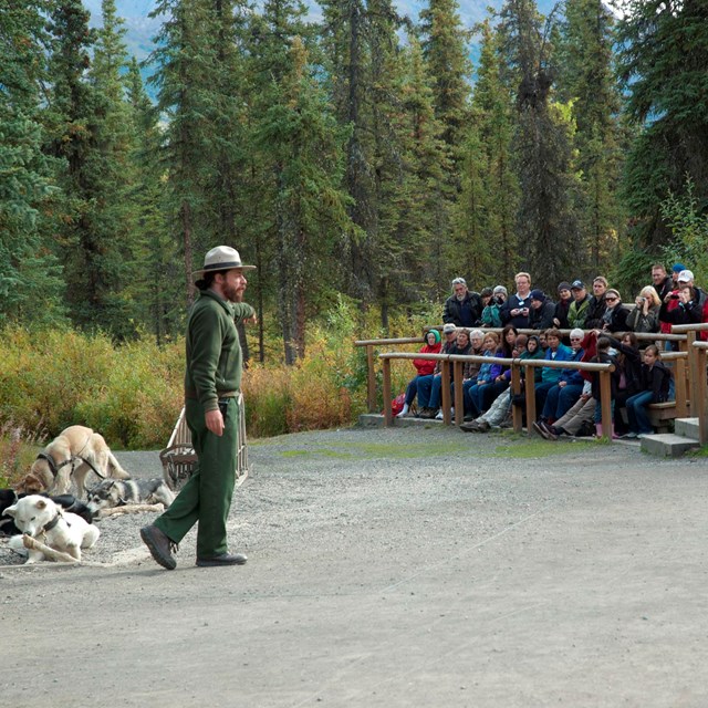 male ranger standing in front of several dogs while speaking to a group of people 