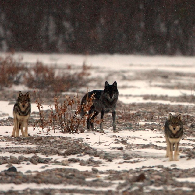 four wolves stand on a snowy river bar