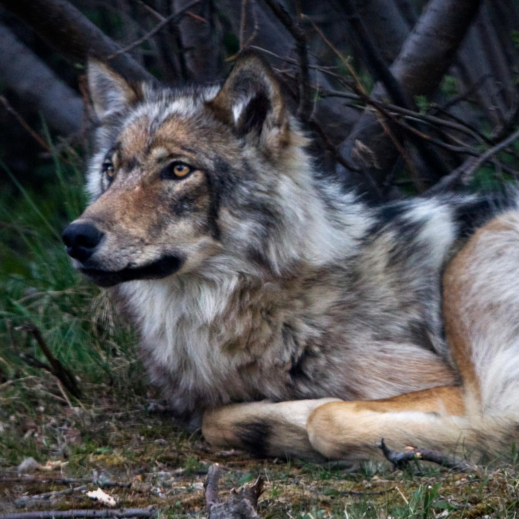gray wolf rests under the trees