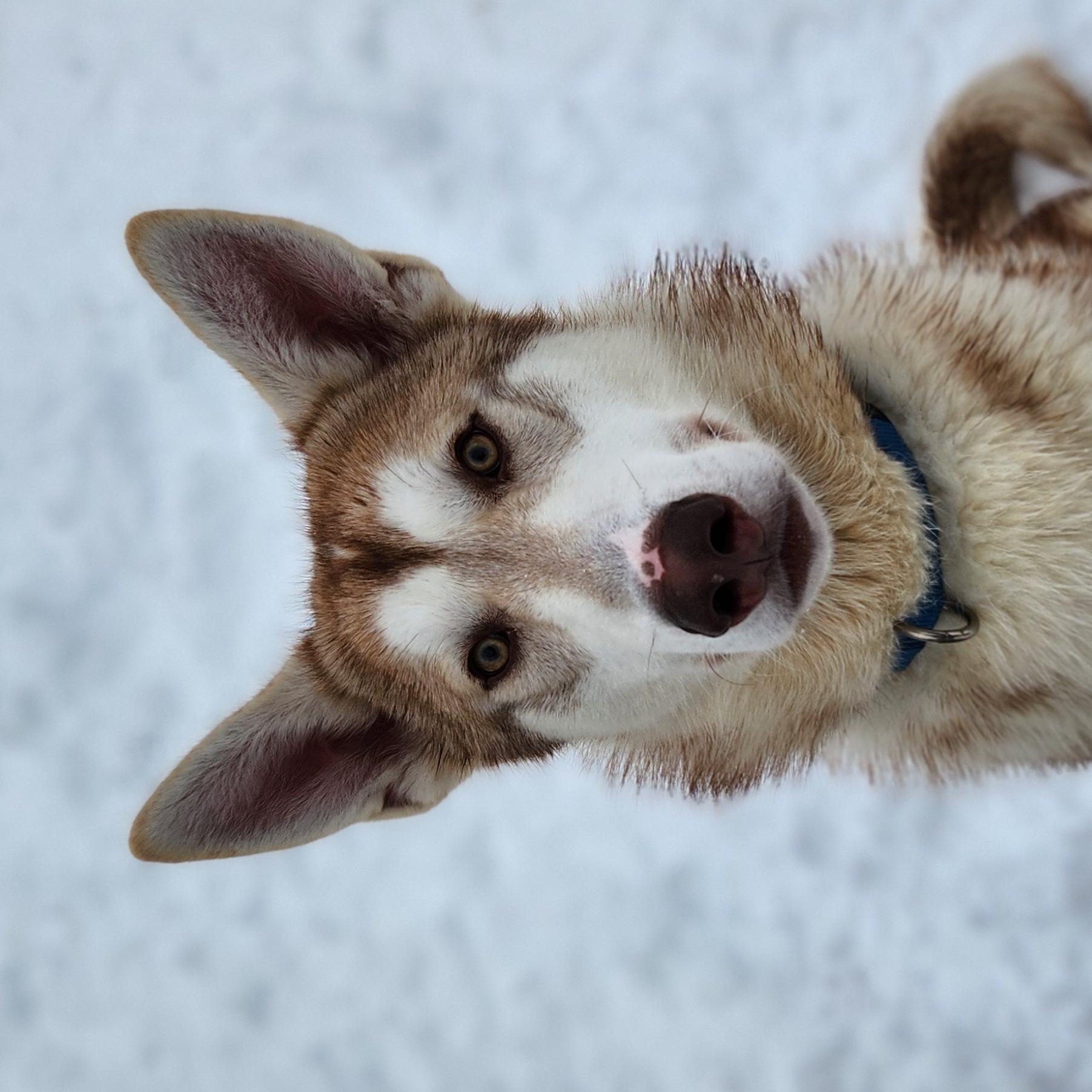 A tan and white husky sits in the snow, looking up at the camera.