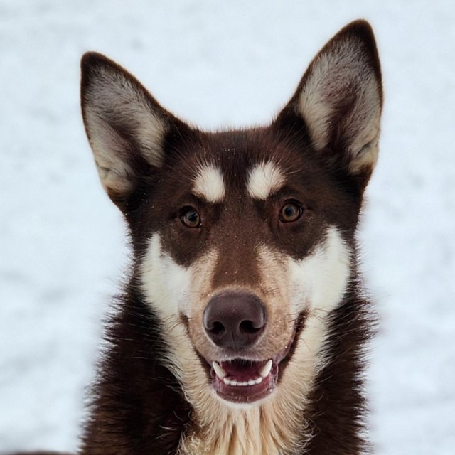 A brown and white husky sits in the snow.