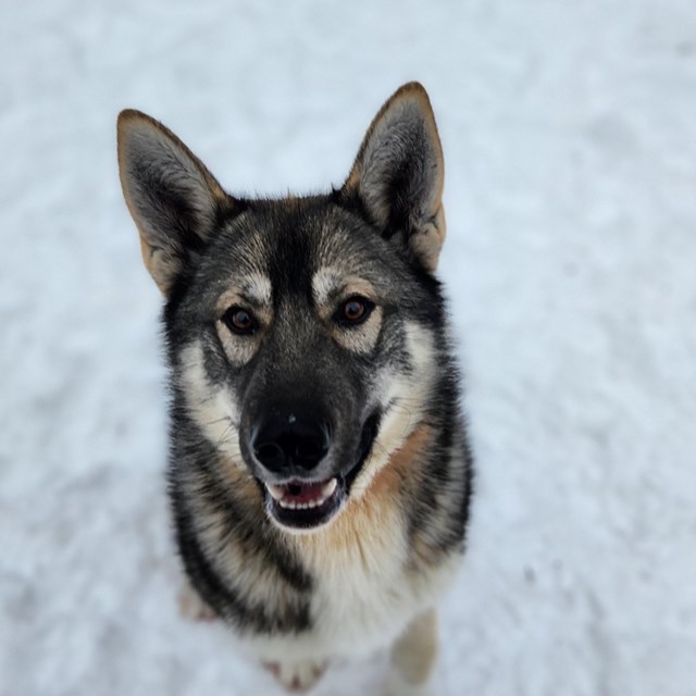  A black, brown, and white husky sits in the snow smiling at the camera.