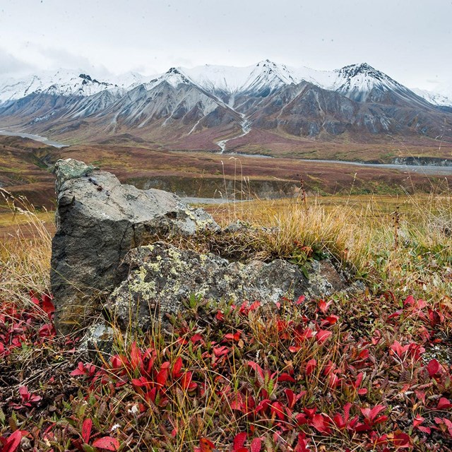 bright red leaves in a field with snow capped mountains in the background